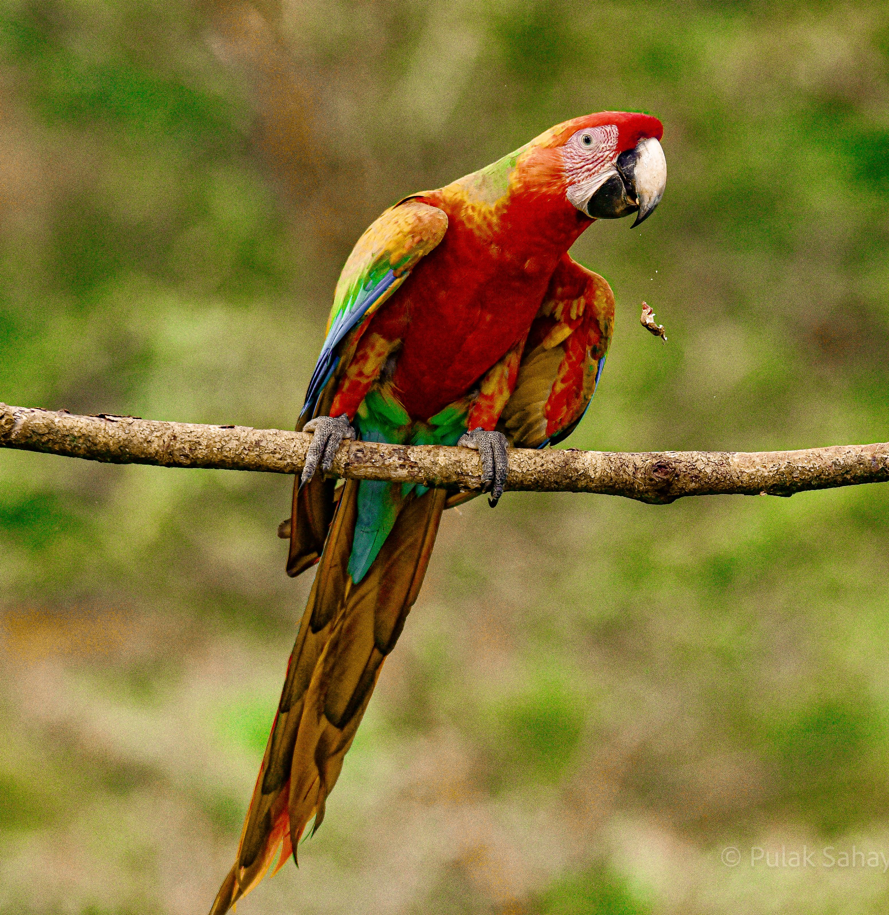Macaw eating a nut